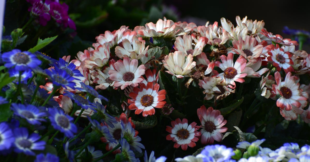 Attracting Wildlife with Australian Native Flowers