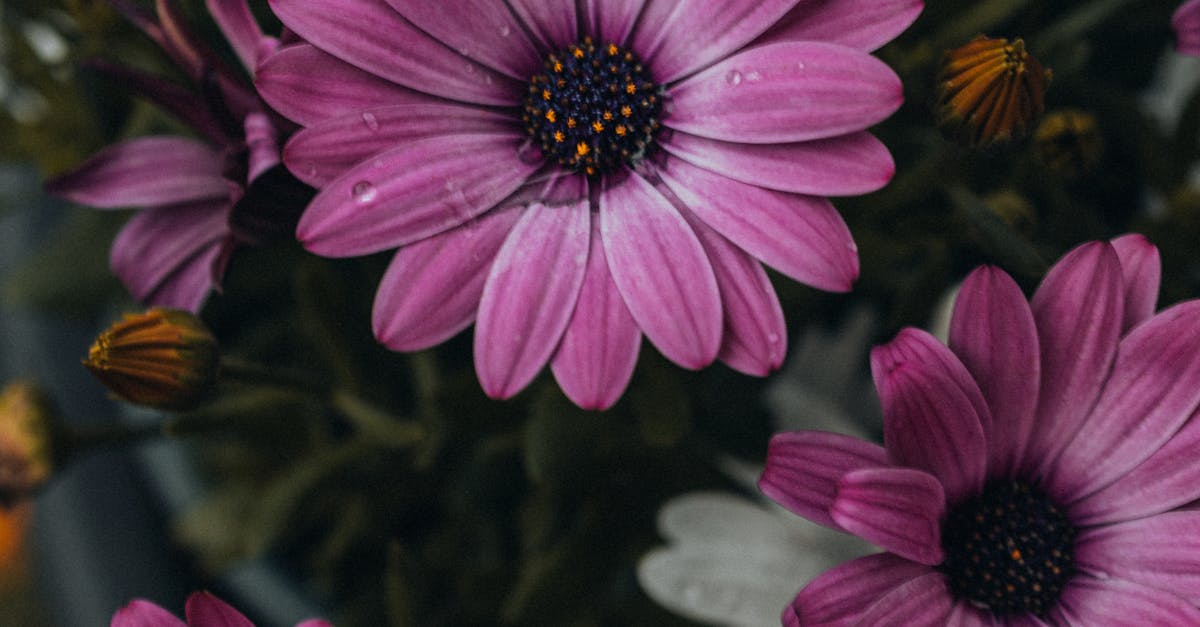 Best Practices for Growing Annuals in Blackwood's Climate