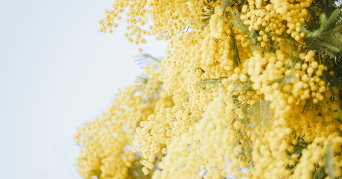 Best Practices for Mulch Thickness in Blackwood Flower Plantations