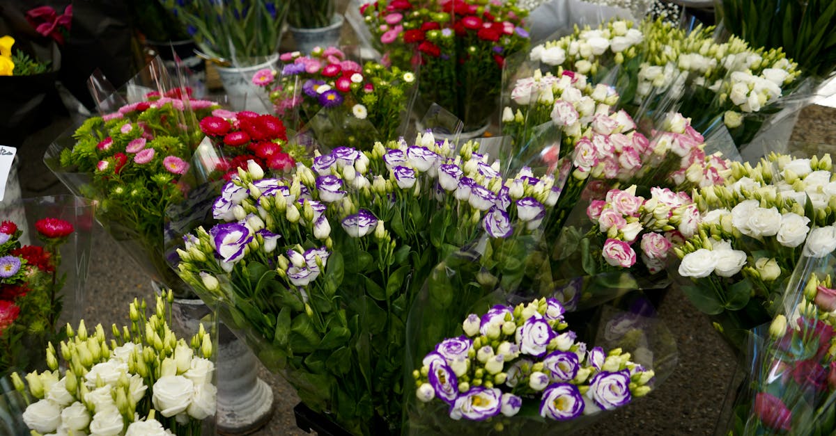 Best Practices for Protecting Blackwood Flowers in Cold Climates