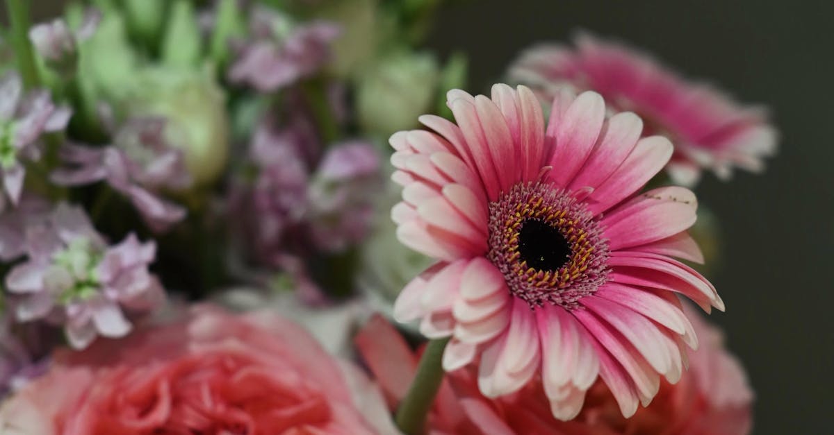 Choosing the Right Mulch Material for Blackwood Flower Care