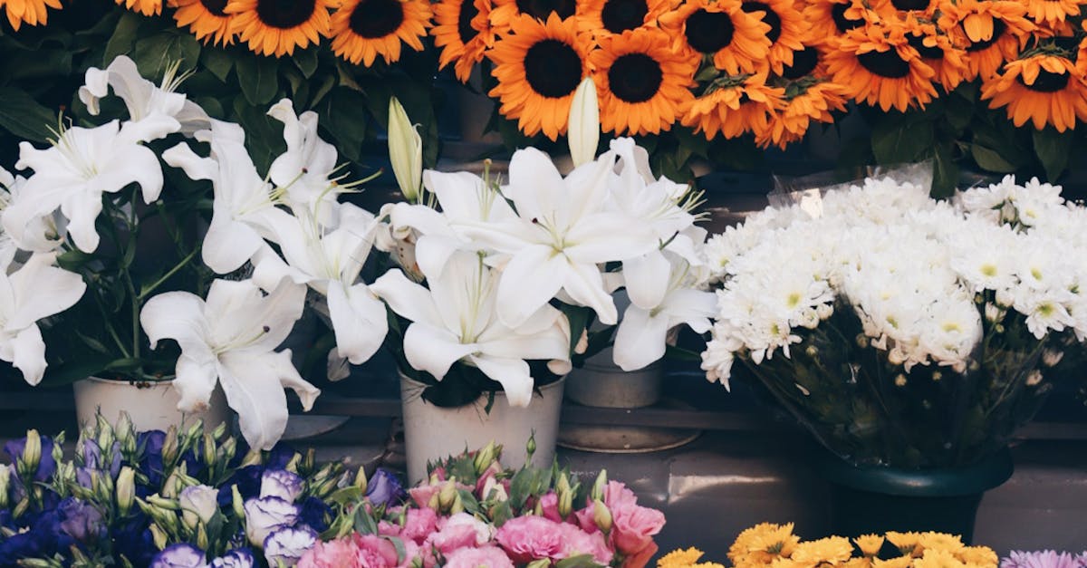 Climate Change Considerations for Blackwood Flower Cultivation