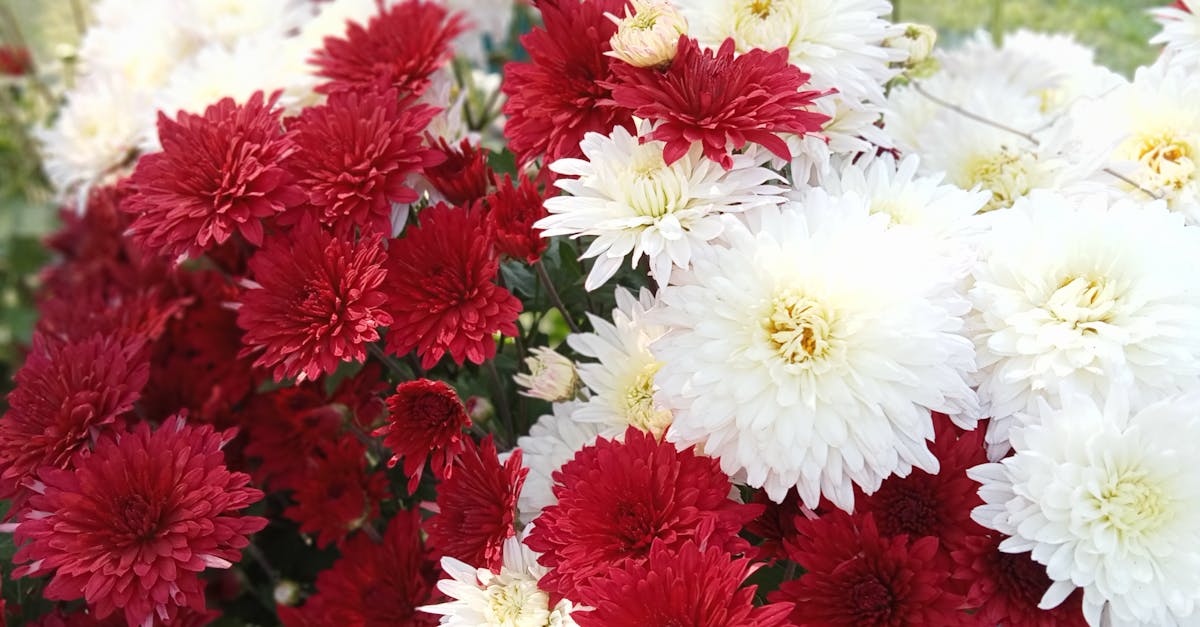 Enhancing Soil Organic Matter for Thriving Blackwood Flowers