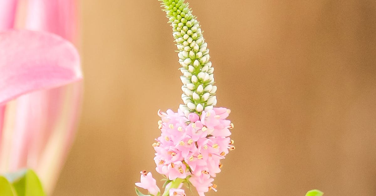 How to Adjust Watering Based on Seasonal Changes for Blackwood Flowers