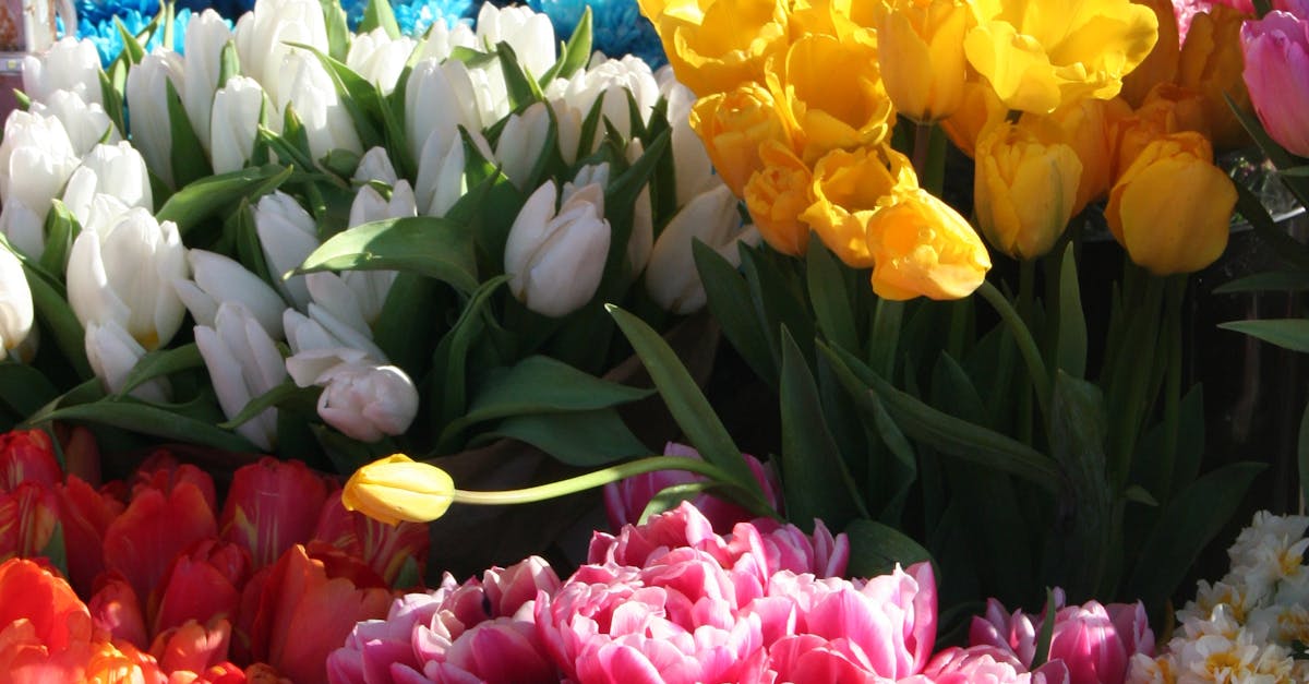 How to Apply Mulch Effectively Around Blackwood Flowers