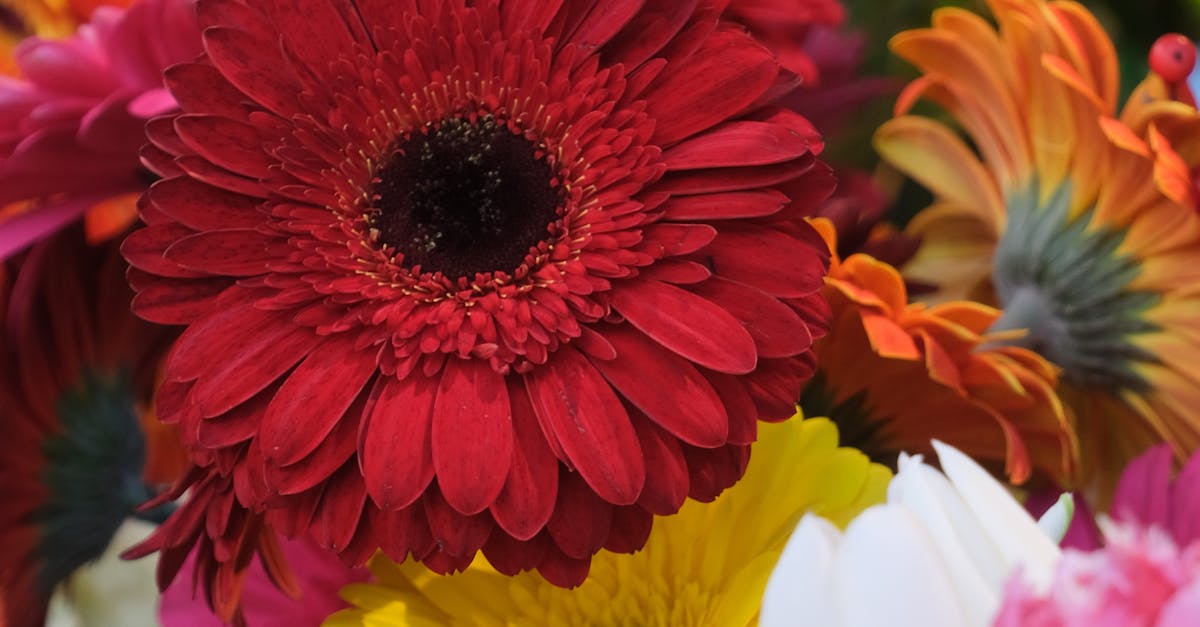 How to Prune Blackwood Flowers for Disease Prevention