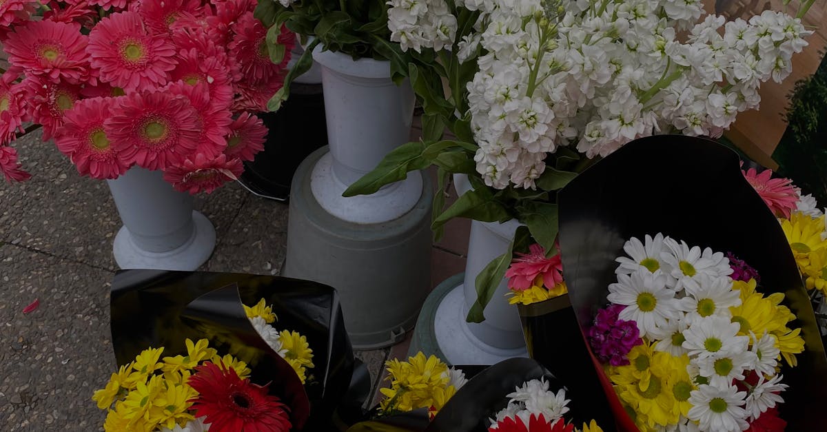 Ideal Sun Exposure Times for Flowering in Blackwood Plants