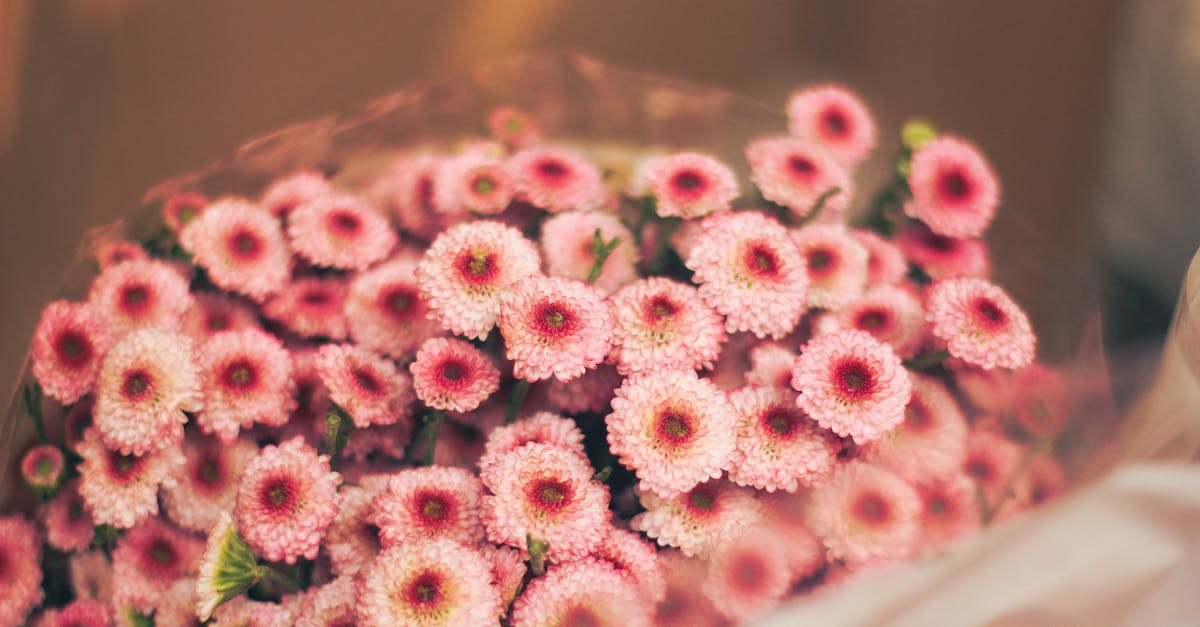 Identifying Nutrient Deficiencies in Soil for Blackwood Flowers