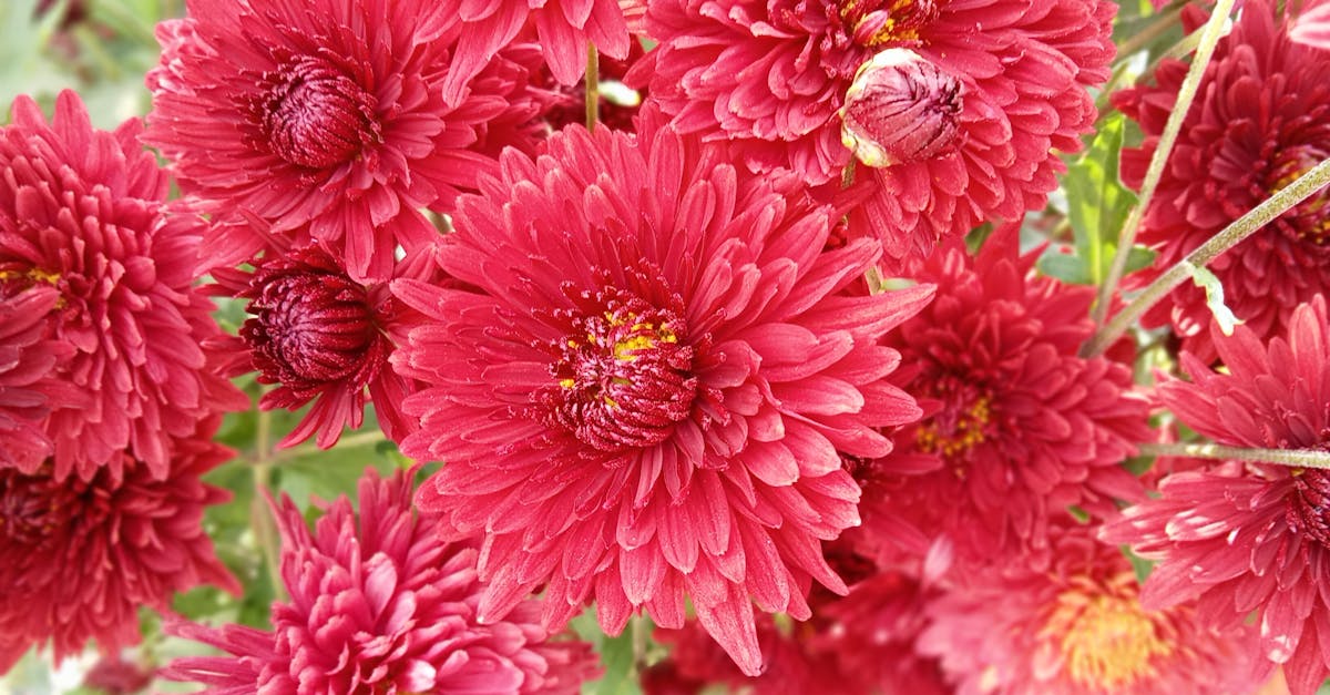 Irrigation Systems Best Suited for Blackwood Flower Growth