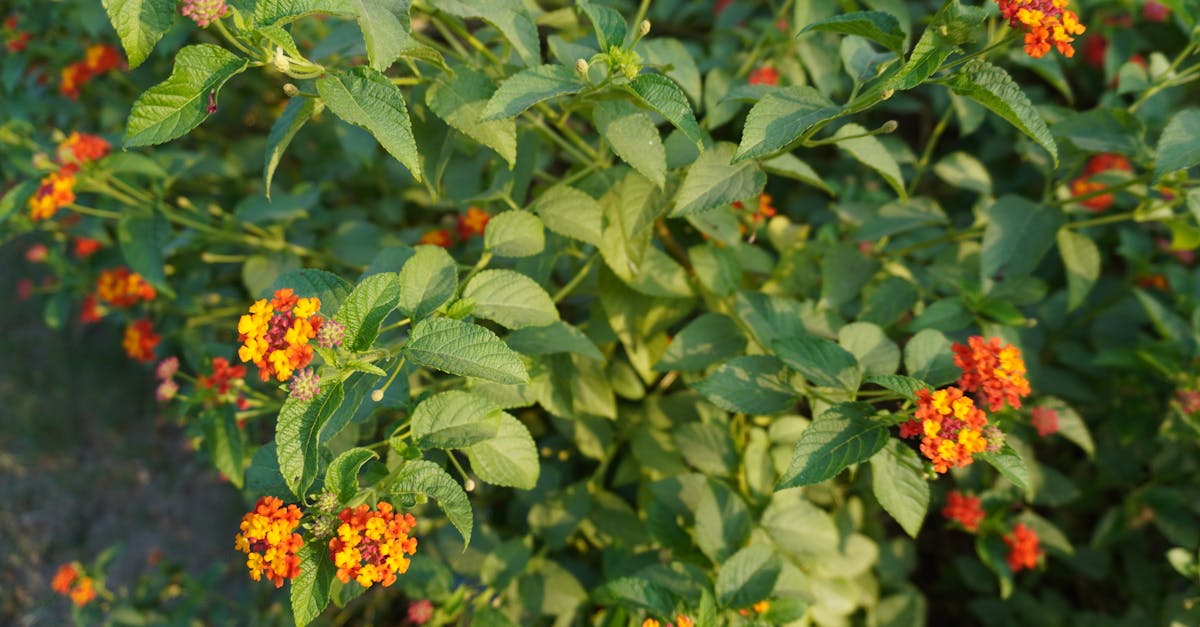 Mulching Tips to Improve Soil Moisture Retention in Blackwood Flowers