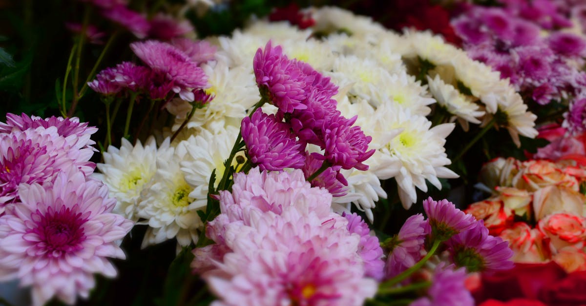 Seasonal Pest and Disease Alerts for Blackwood Flower Care