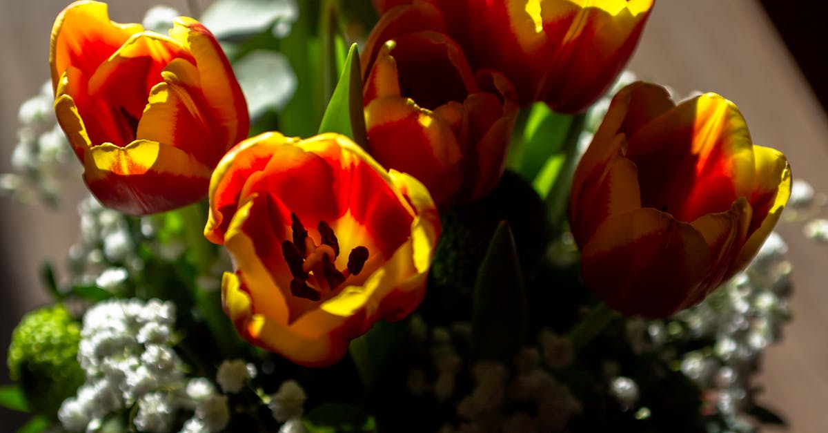 Selecting Climate-Resilient Varieties of Blackwood Flowers