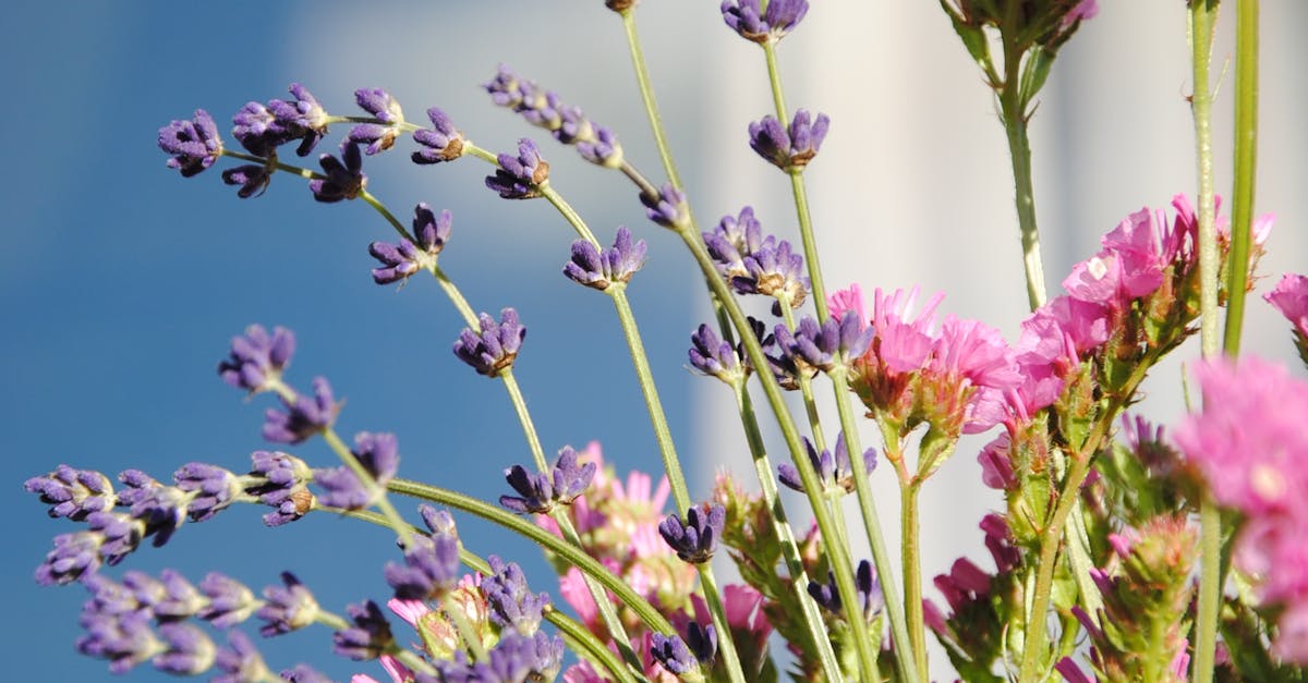 Sunlight Duration Requirements for Optimal Blackwood Flower Growth