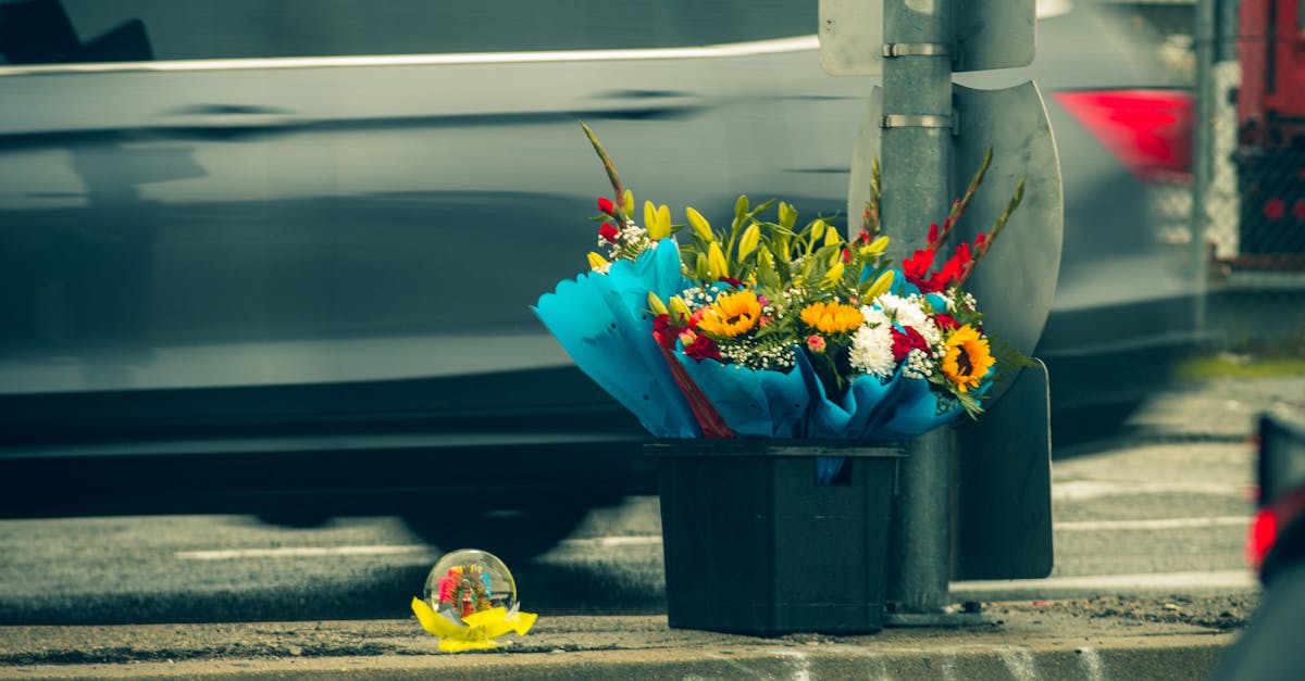 Sunlight-Related Stress in Blackwood Flower Species