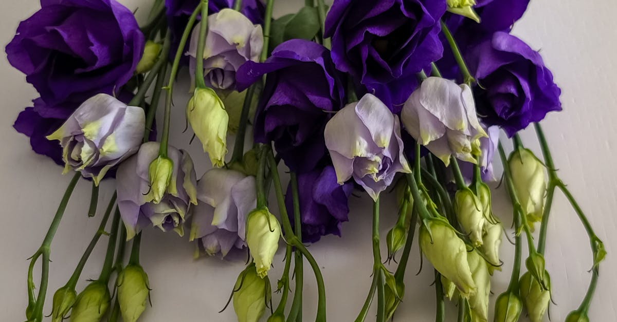 Timing Your Fertilisation Schedule for Best Results