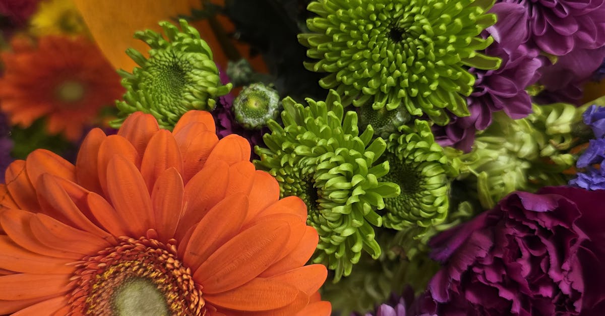 Understanding the Lifecycles of Native Australian Blooms